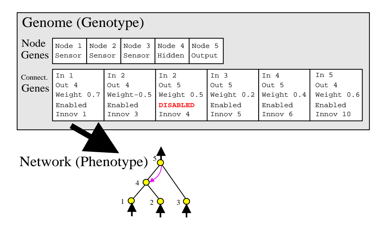 基因型与表现型